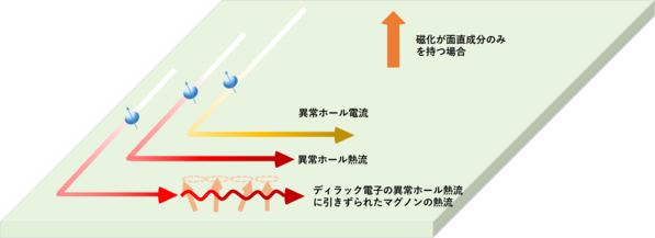 ディラック電子の異常ホール電流に引きずられたマグノンの熱流