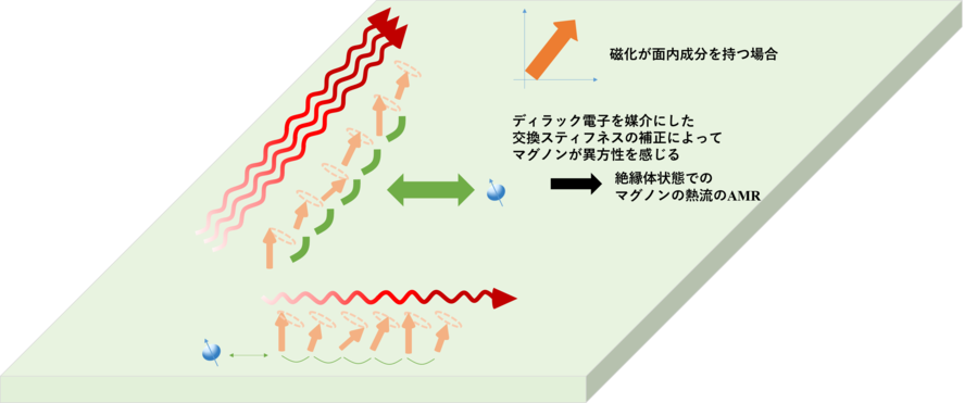 ディラック電子との相互作用に由来するマグノンのAMR